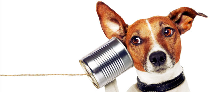 VCE EAL: Preparing for listening comprehension